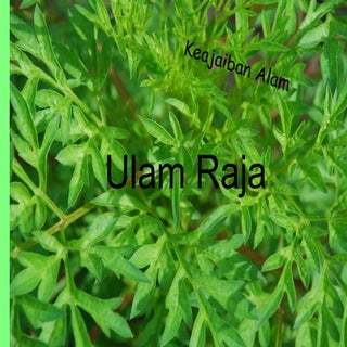 Ulam raja