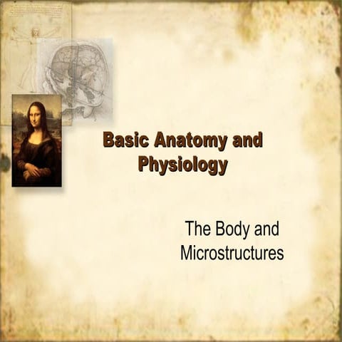 BA&P Body