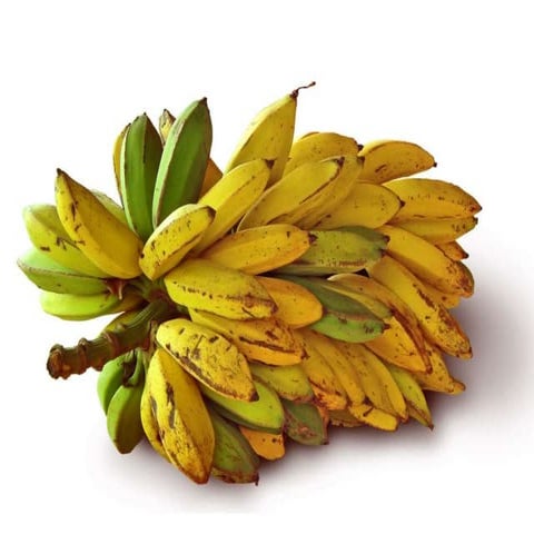 Daphne Fecheyr Lippens - Biomimicry: learning from nature for disruptive inno...