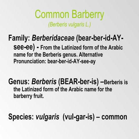 Barberry | PPT