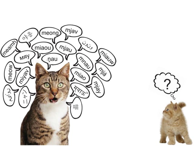 Automatic Language Identification
