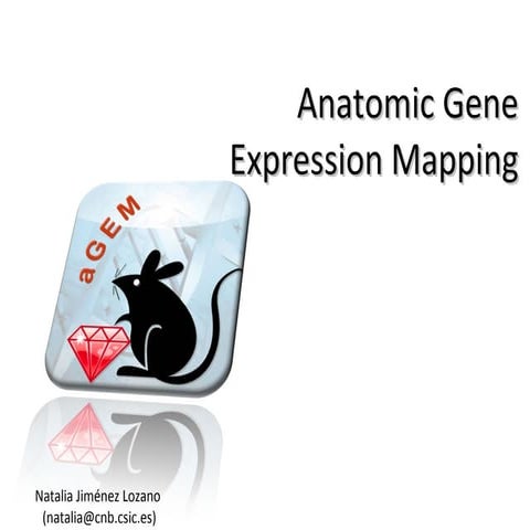 anatomic Gene Expression Mapping | PPT