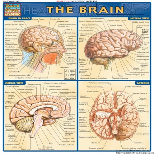 Bar charts quickstudy brain