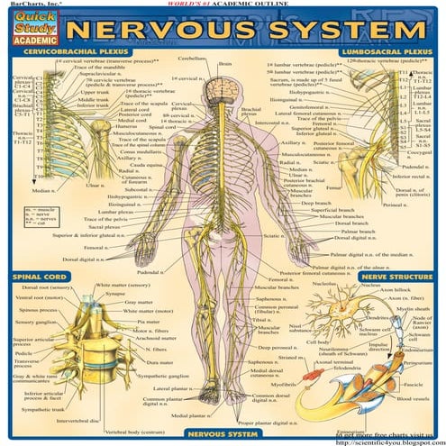 Bar charts quickstudy nervous system