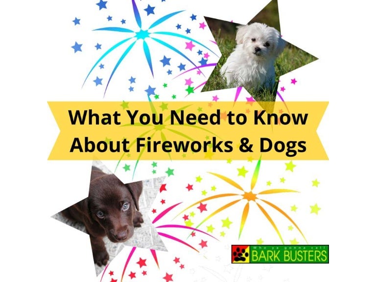 What You Need to Know About Fireworks & Dogs