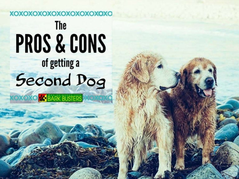 The PROS & CONS of getting a Second Dog
