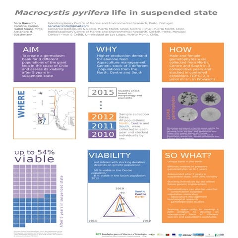 Giant Kelp: life in suspended dtate