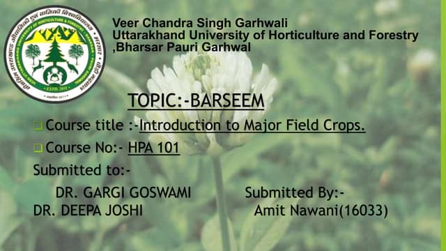 Barseem cultivation
