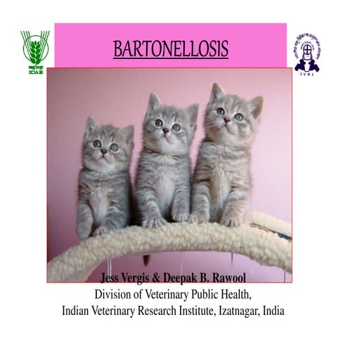 Bartonellosis: Zoonotic Overview