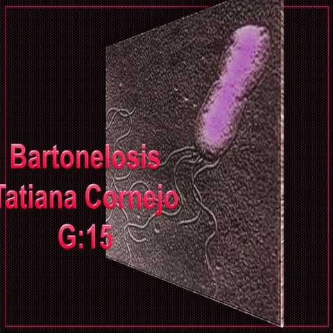 Bartonelosis