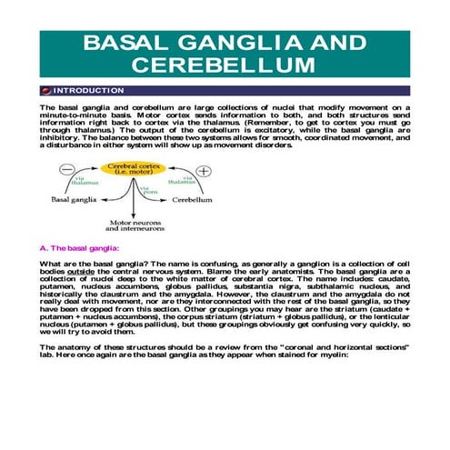 Basic neuroanatomy: Anatomy of the basal ganglia and the cerebellum | PDF