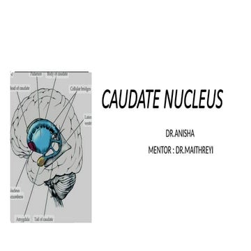 BASAL  Ganglia and it's anatomy and functions
