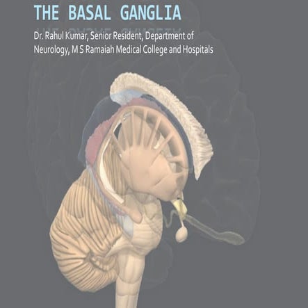 Basal ganglia - Anatomy, Neurochemistry, Connections, Disorders