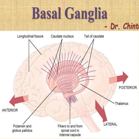 Basal ganglia