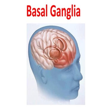 BASAL GANGLIA, their Functions and Connections pptx | PPTX