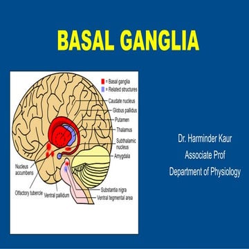 BASAL GANGLIA.ppt
