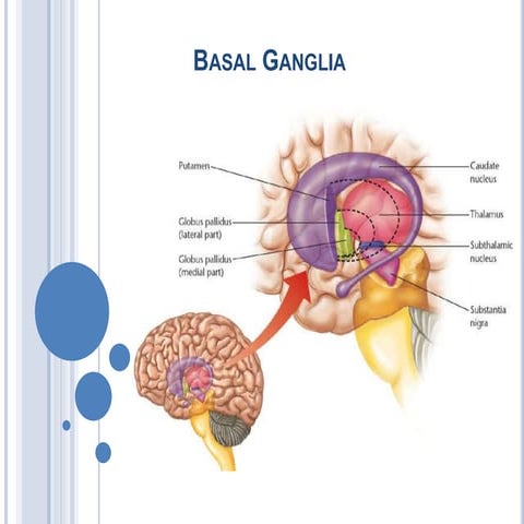 Basal ganglia 2010
