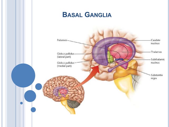 Anatomy of basal ganglia