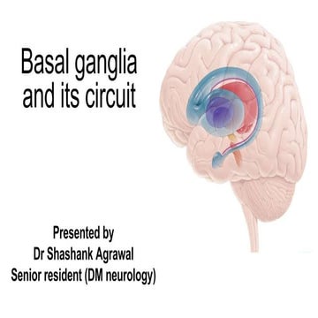 basal ganglia and its circuits connection.pptx
