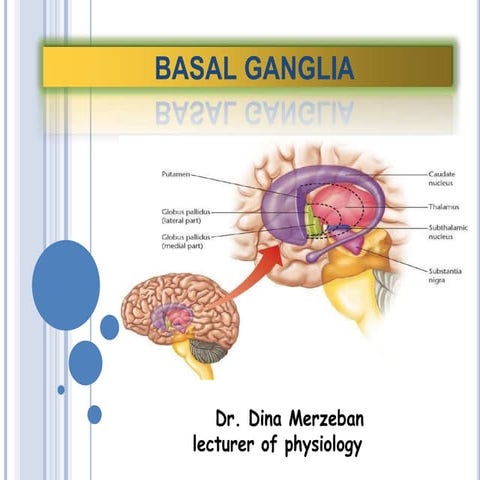 Basalganglia   