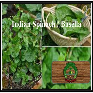 INDIAN SPINACH\Basella 