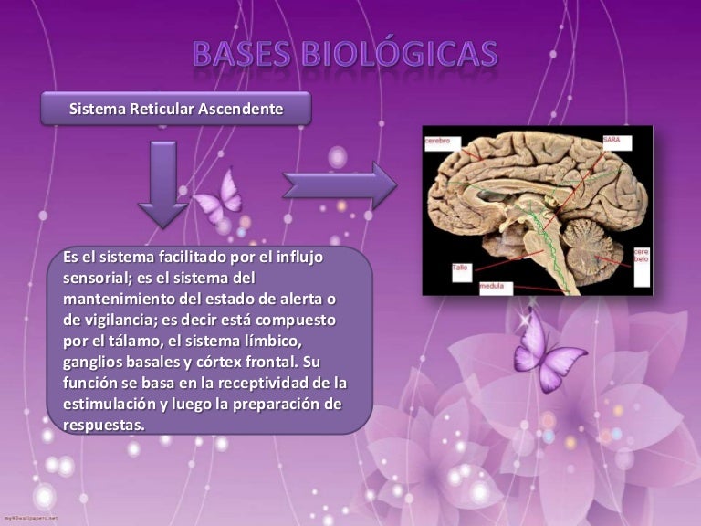 Bases biológicas