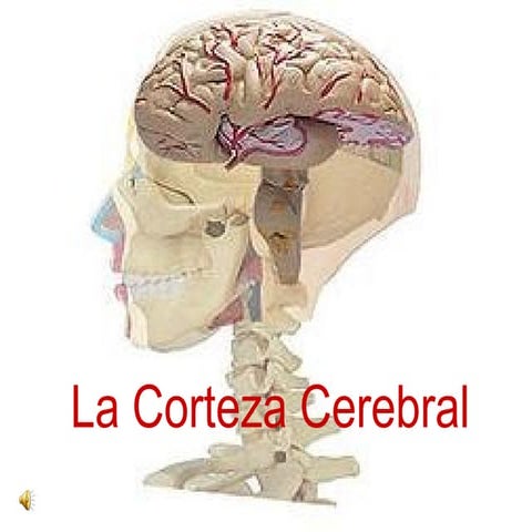 La Corteza Cerebral