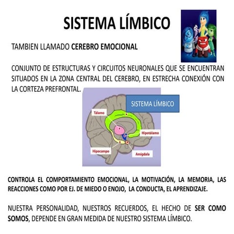 Exploring the Limbic System: The Brain's Emotional Core and Memory ...