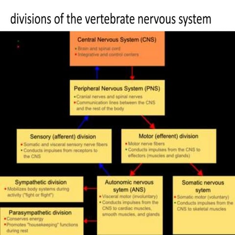 Structure and Function of Nervous System - HJR.pptx