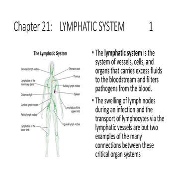 Basic ap chapter 21 powerpoint  2017