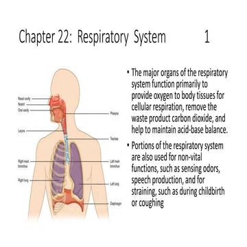 Basic ap chapter 22 powerpoint  2017
