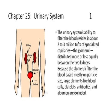 Basic ap chapter 25 powerpoint   2017