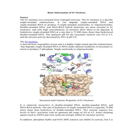 Basic information of s1 nuclease