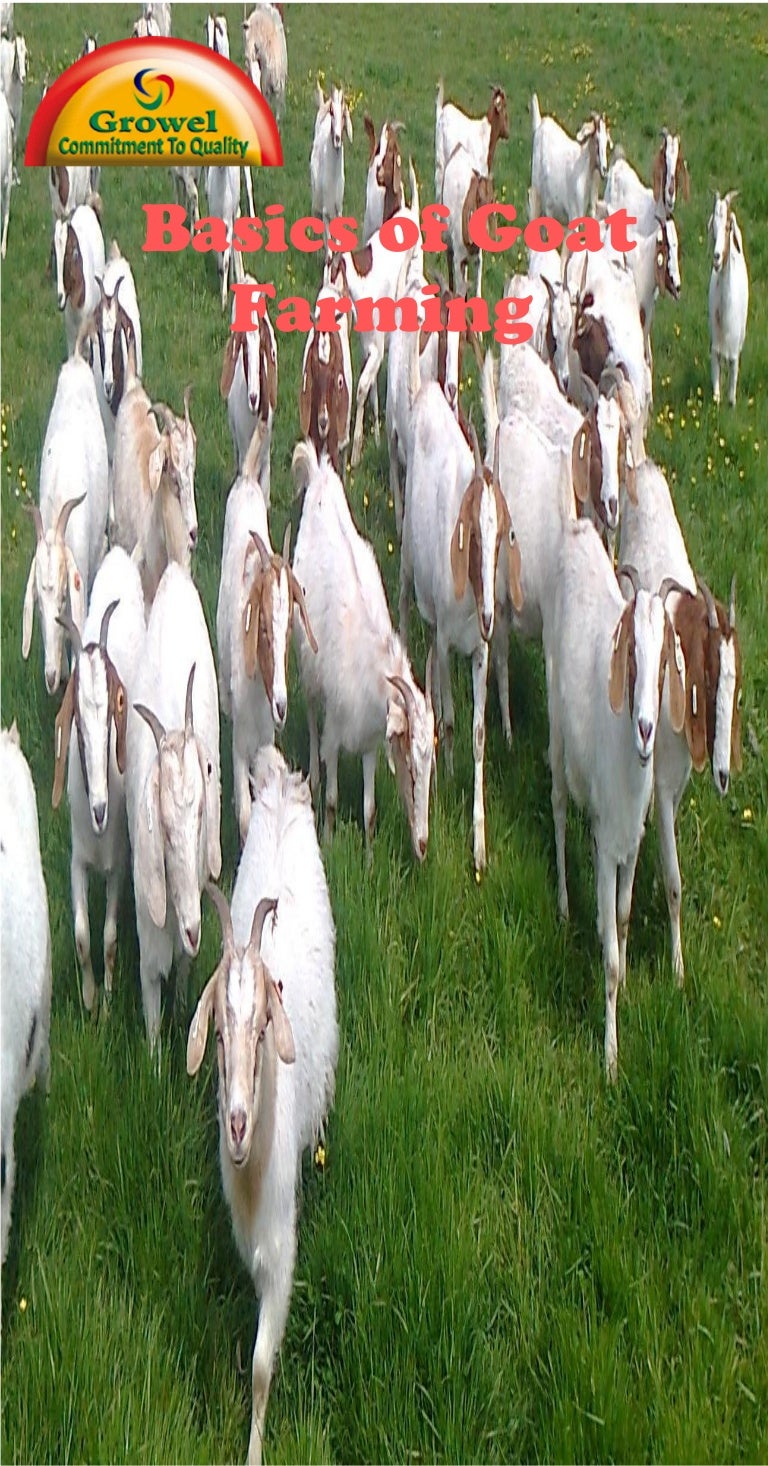 Basic of Goat Farming