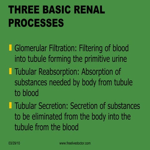 Basic Processes Of Kidney