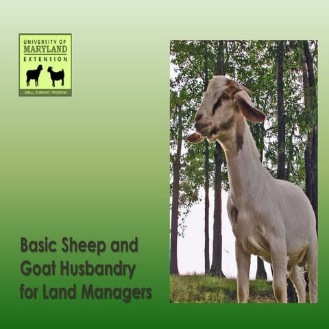 Basic sheep and goat husbandry