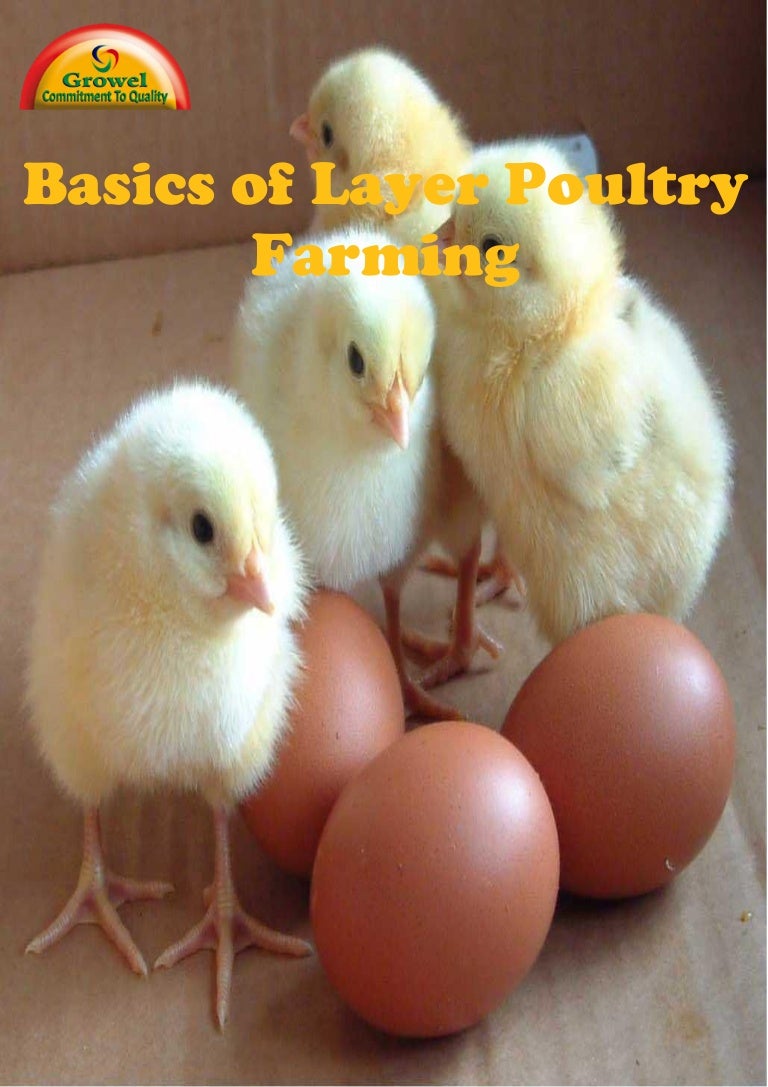 Download Basics Of Layer Poultry Farming