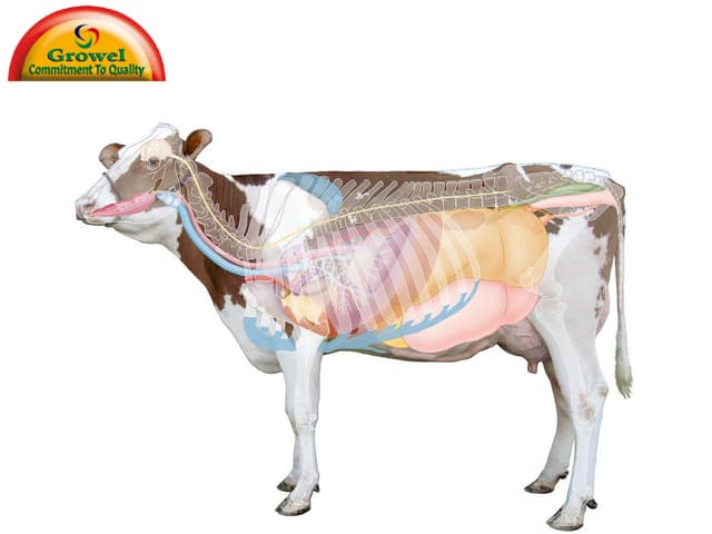 Animal organ systems | PPTX