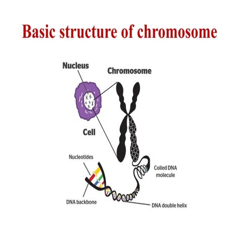 Basic structure of chromosome and its components