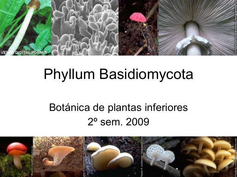 Basidiomycota Slide
