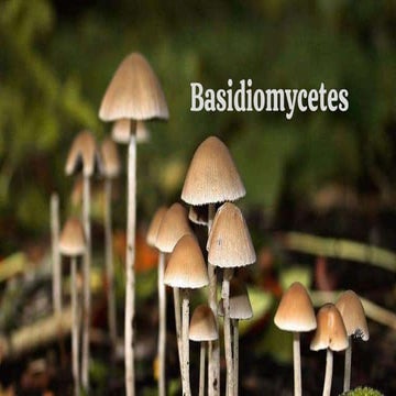 Basidio pdf.pdf                         .