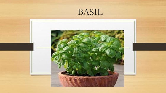 Basil 8b | PPT