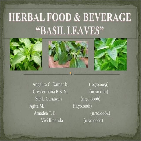 Basil leaves amadea et al.