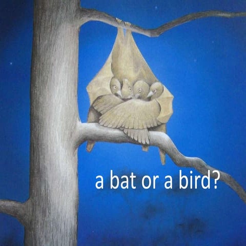 a bat or a bird?