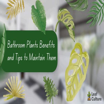 Bathroom Plants Benefits and Tips to Maintain Them.pdf