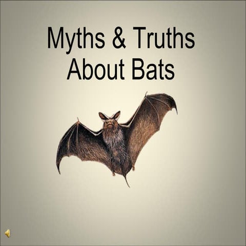 Bat Presentation | PPT