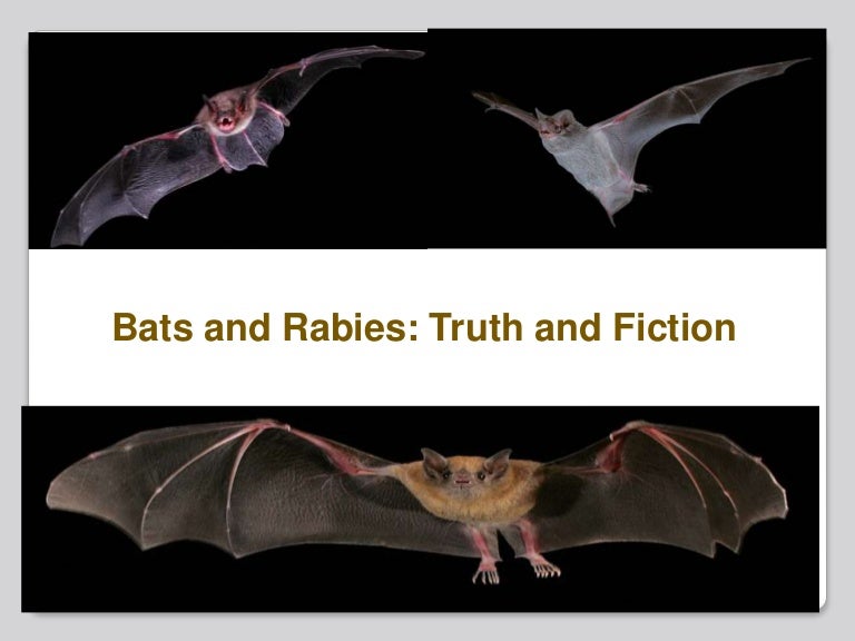 Bats and rabies