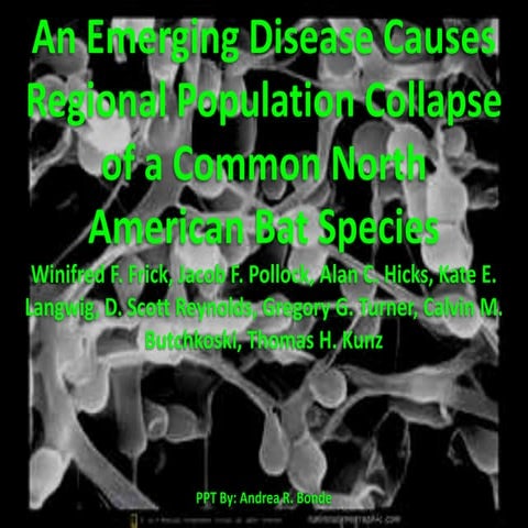 Bats (White Nose Syndrome)