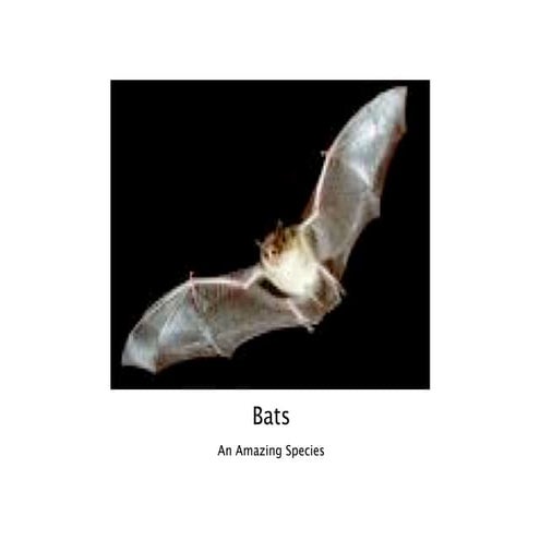 Bat presentation | PPTX