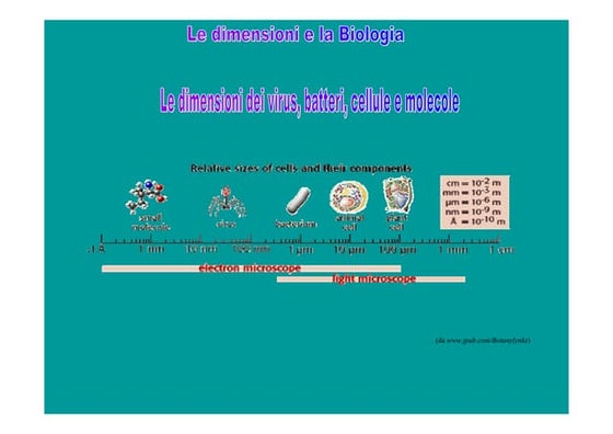 Cellula (prova) | PPT